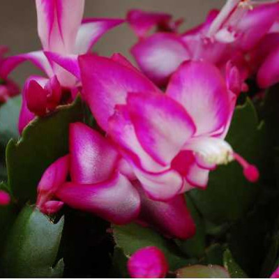 SCHLUMBERGERA EPIPHYLLUM