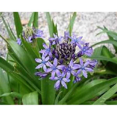 SCILLE  Peruviana