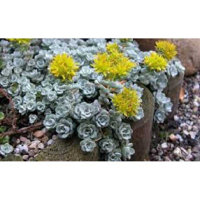 SEDUM  Cape blanco