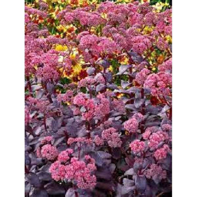 SEDUM  Chocolate cherry