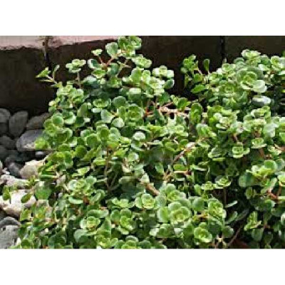 SEDUM  Tornado