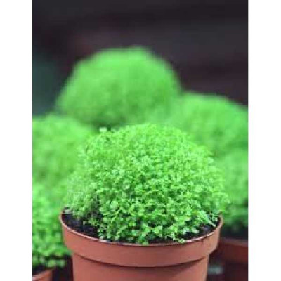 SELAGINELLA apoda