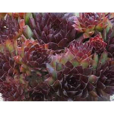 SEMPERVIVUM  Noir