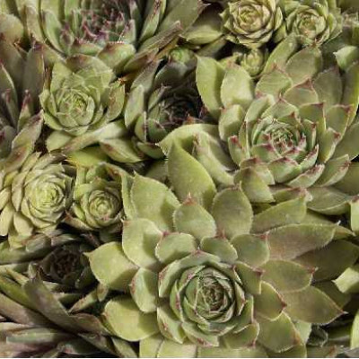 SEMPERVIVUM  Varies