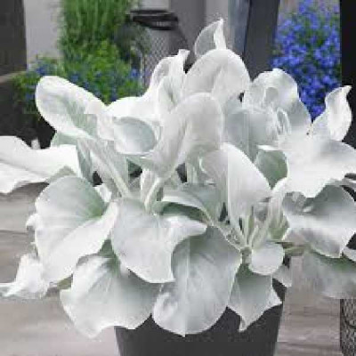 SENECIO candicans Angel wings®