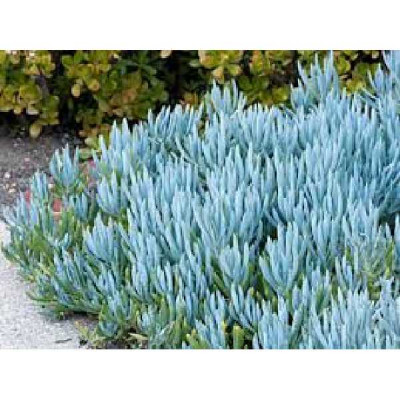 SENECIO mandraliscae Serpens blue