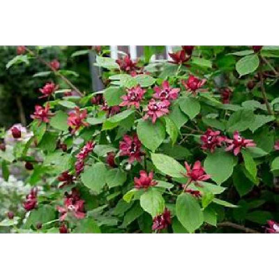 SINOCALYCANTHUS raulstonii Hartlage wine