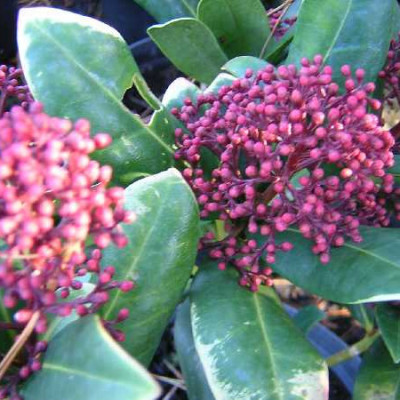SKIMMIA japonica Rubella