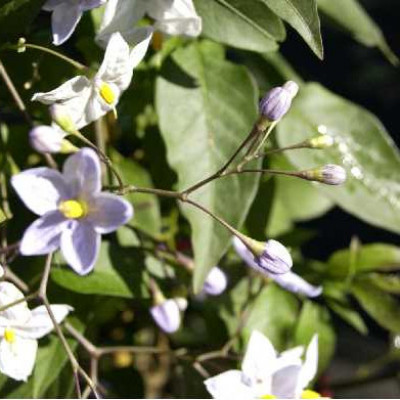 SOLANUM jasminoides