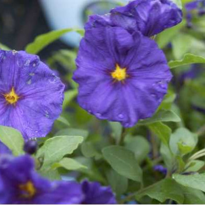 SOLANUM rantonetii