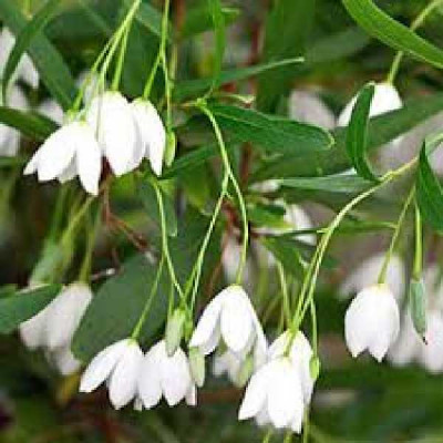 SOLLYA heterophylla Blanc