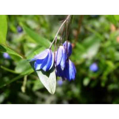 SOLLYA heterophylla Bleu
