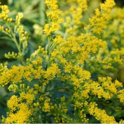 SOLIDAGO canadensis