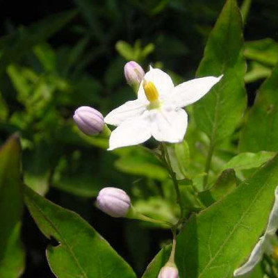 SOLANUM jasminoides Alba