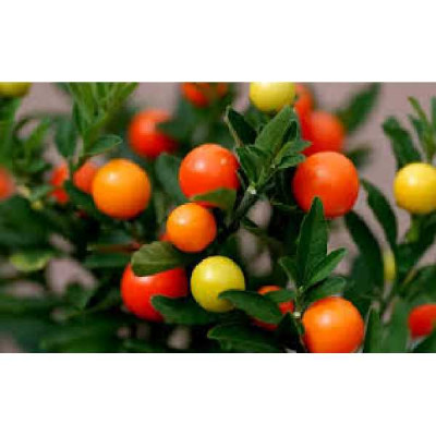SOLANUM  Pommier d'amour