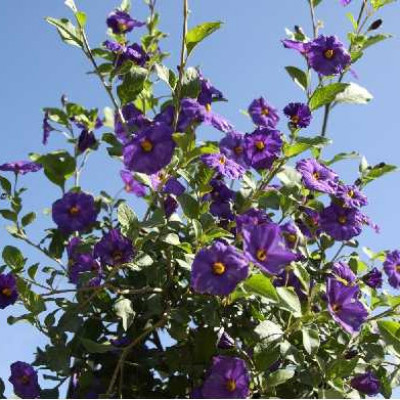 SOLANUM rantonetii Outremer