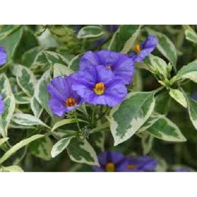 SOLANUM rantonetii Variegata