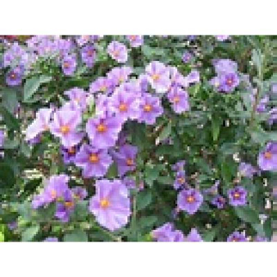 SOLANUM rantonetii Charles pink star®