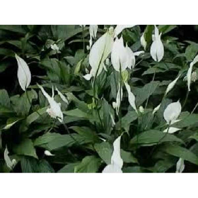 SPATHIPHYLLUM