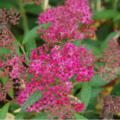 SPIRAEA japonica Anthony waterer