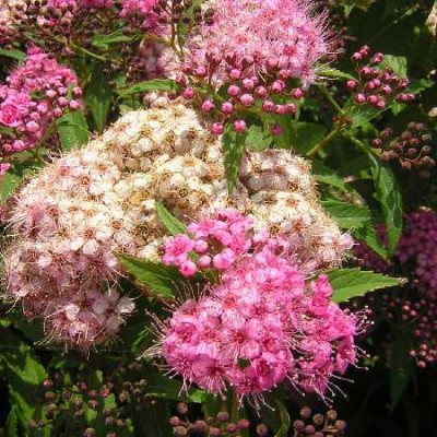 SPIRAEA japonica Shirobana