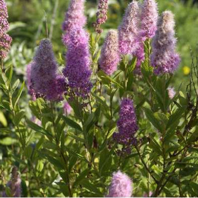 SPIRAEA  Billiardii
