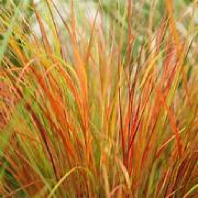 STIPA arundinacea Pheasant tail
