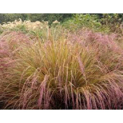 STIPA arundinacea Sirocco