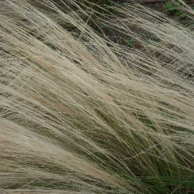 STIPA tenuissima