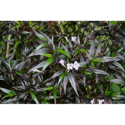 STROBILANTHES anisophyllus Brunetthy®
