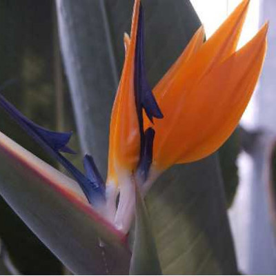 STRELITZIA reginae