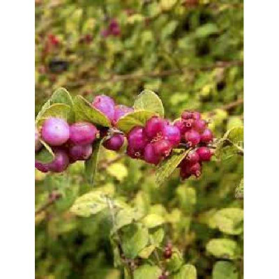 SYMPHORICARPOS chenaultii Brain de soleil
