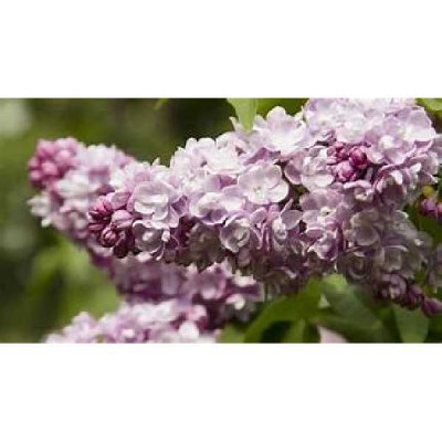 SYRINGA vulgaris Belle de nancy
