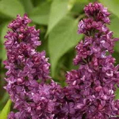 SYRINGA vulgaris Charles joly