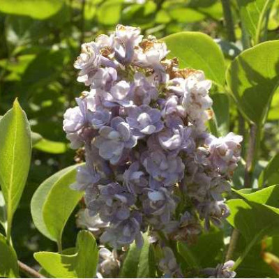 SYRINGA vulgaris Katherine havemeyer