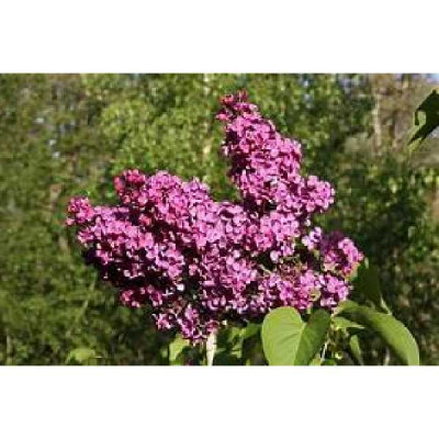 SYRINGA vulgaris Louis spaeth