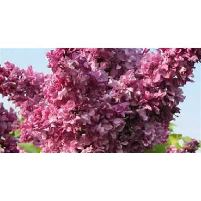 SYRINGA vulgaris Mrs edw harding