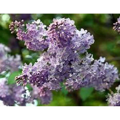 SYRINGA vulgaris Michel buchner