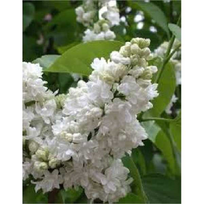 SYRINGA vulgaris Mme lemoine