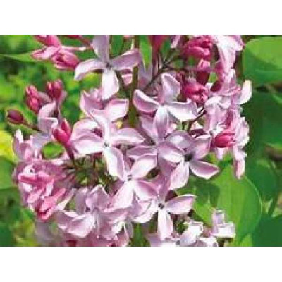 SYRINGA vulgaris Princesse sturdza