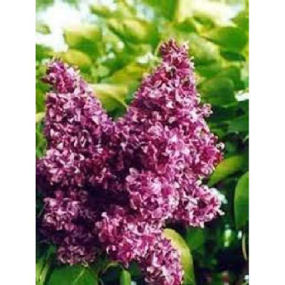 SYRINGA vulgaris Prince wolkonsky