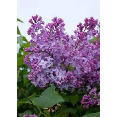 SYRINGA vulgaris Amethyst