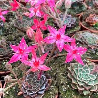 TACITUS GRAPTOPETALUM