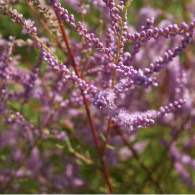 TAMARIX ramosissima Pink cascade