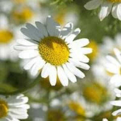 TANACETUM  Cinerariifolium