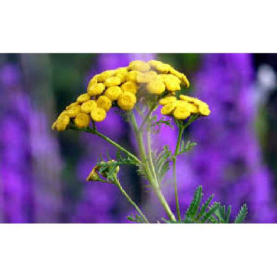 TANACETUM  Officinalis