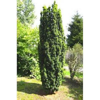 TAXUS baccata Fastigiata