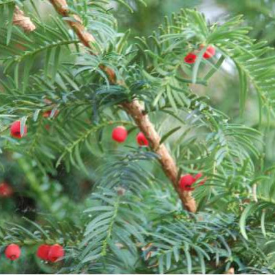 TAXUS baccata