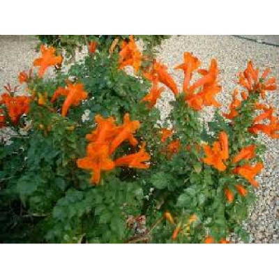 TECOMARIA capensis