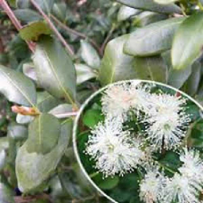 TEMU divaricatum Heavent scent